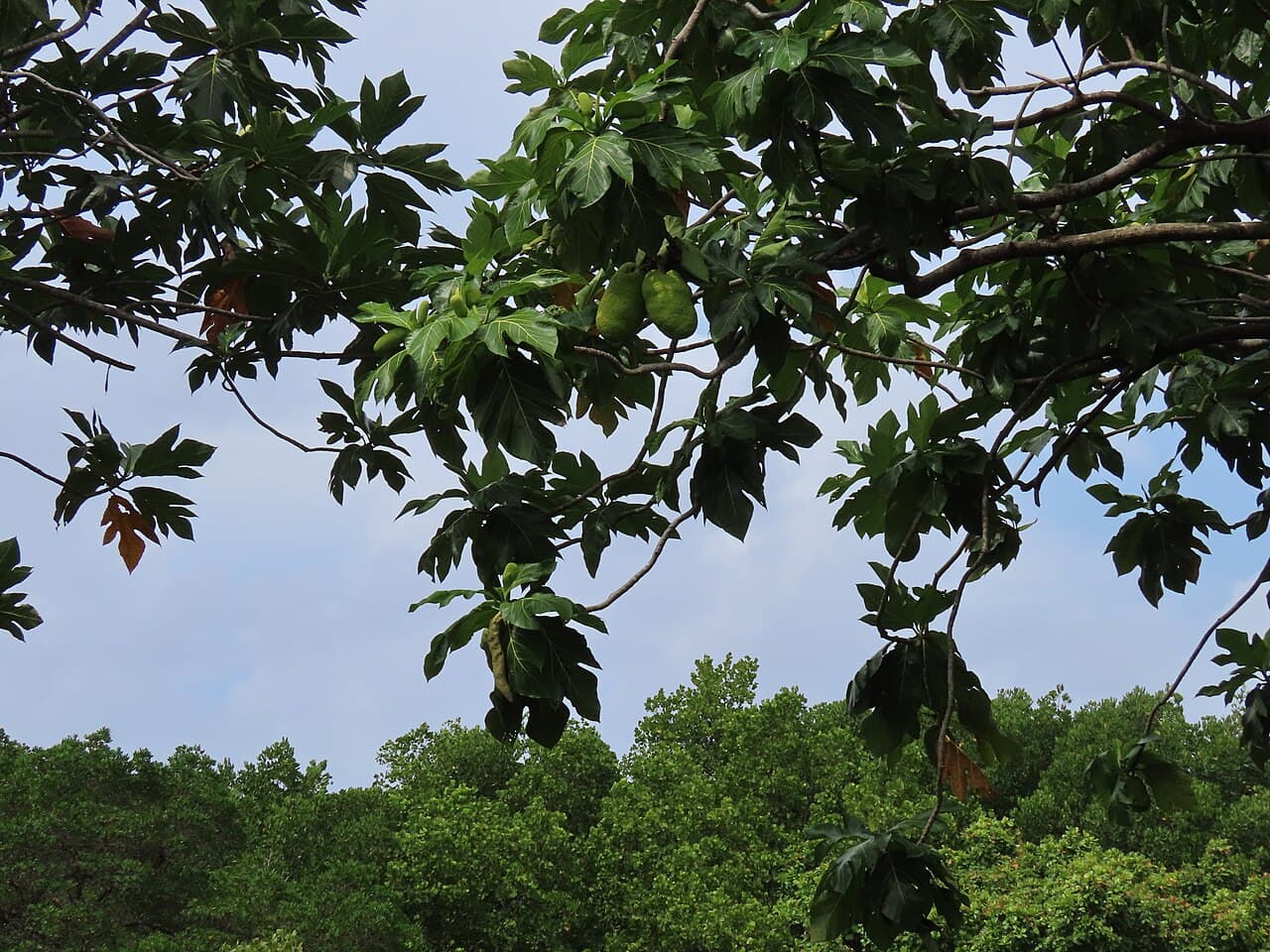 Pounded breadfruit, our pick for Micronesia